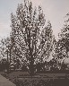 Strom na Roztylském náměstí Strom na Roztylském náměstí