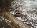 Hamersk rybnk 19. ledna 2009