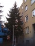 Vnon strom 2009